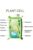 Laminated Plant Cell Anatomy Labeled Chart Diagram Science Biology Reference Lab Educational Classroom Teacher Learning Homeschool Display Supplies Teaching Aide Poster Dry Erase Wall Art 16×24