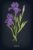 Lantern Press Vintage Flora Noir, Iris 1000 Piece Jigsaw Puzzle for Adults, Made in USA with Reference Poster