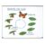 Learning Resources Giant Magnetic Butterfly Life Cycle – Write-and-Wipe Teaching Aids and STEM Decor, Butterfly Life Cycle Models, Dry Erase Accessories for Homeschool or Classroom