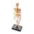 Learning Resources Skeleton Model, Science Classroom Must Haves, STEM Student Essentials, Practice Anatomy, Back to School Supplies for Teachers