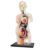 LFMDZC 4D Transparent Pregnancy Torso Model, 8″ Human Anatomy Skeleton Torso Intuitive Transparent Internal Structure Display for Preschool School Education Biology Classroom