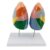 LFMDZC Human Lung Anatomy Model, Color Segment Model Anatomical with Clear Texture Partition Respiratory System Divided Areas