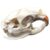 LFMDZC Real Animal Skull Specimens Beaver Bones Specimen Ethically Sourced Taxidermy Bone for Home Decor Study Collection Science Education