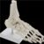 Life-Size Anatomical Human Hand and Foot Skeleton Model for Students, High-Strength Educational Tool for Anatomy Learning, 23 x 13 x 6 cm