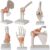 Life-Sized Human Skeleton Joint Anatomical Model with Ligaments – 6-Piece Set