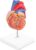 Life-Size Human Heart Anatomy Model for Hospital & Medical School Teaching