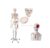 Life-Size Human Skeleton Model 170cm with Muscles Painted & Numbered Bones 1pc
