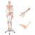 Life-Size Human Skeleton Model 180cm with Movable Joints & Detachable Muscles 1pc