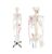 Life-Size Human Skeleton Model with Spinal Nerves & Muscle Points 1pc