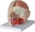 Life Size Human Head Brain Anatomical Model, 4-Part Detachable Cross Section Model with 18 Labeled Marks Displays Hemibrain Brainstem Arteries Optic Nerves