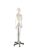 Life Size Human Skeleton Model 170cm 206 Bones Articulated with Rolling Stand 1pc