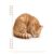 linqin A5 Travel Diary Notebook for Note Taking 1 Pack