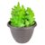 Live Cactus Plants, Fully Rooted 4-inch Cactus Succulent Plants, Rare Varieties for Gift or Home Decoration (Fishbone Cactus)