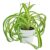 Live Houseplant 4″ Bonnie Curly Spider Plant – Easy Care Indoor Plant – House Plants Indoor Live – Low Light HousePlants – Plants Live Houseplants – Air-Purifying Houseplant for Home Decoration