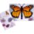 Lovepop Thank You Pop-Up Card for Her and Him – 3D Greeting Cards for Boys, Girls, Men, Women – Your Kindness Is a Blessing – 5″ x 7″ Butterfly Card – Blank Note Card & Envelope Included