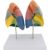 Lung Anatomy Colorimetric Lung Segment Model with Clear Texture and Digital Labeled and Color Partition Respiratory System Lung Model Human Lung Model, Color Divided Areas
