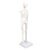 lyrlody Human Skeleton Model, 45cm Movable Joints PVC Structure