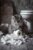 Maine Coon 1000 Pieces Puzzle for Adults, Educational Intellectual Jigsaw Puzzle, Animal Fantasy Puzzles for Adults Fun Game 20 * 28.8 Inch