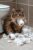 Maine Coon 1000 Pieces Puzzle for Adults, Educational Intellectual Jigsaw Puzzle, Animal Fantasy Puzzles for Adults Fun Game 20 * 28.8 Inch