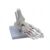 Menolana Human Skeletal Joint Model Bone Ligament Realistic with Muscle Points Suitable for University Teaching Patient Guidance Physician Office Display, Muscle Foot Joint