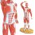 Merinden Miniature Human Muscle Anatomical Model – 1/3 Life-Size with Numbered Labels & Premium Wooden Base for Medical Science Education Study or Teaching