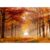 MISITU Jigsaw Puzzles 1000 Pieces for Adults Travel Puzzle Challenging Difficult Puzzles Christmas Birthday Gift Game Toys Maple Forest 19.69 x 27.56 Inches