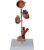 MOWFXUA Diabetes Organ Model – Diabetes Medical Anatomical Model – Removable Human Anatomical Model Scientific Human Anatomy Models – for Training Aid