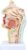 MOWFXUA Educational Model L Cavity Throat Model Human Organ Anatomical Model Medical L Cavity Throat Anatomical Model Compatible with Display