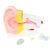 MOWFXUA Human Ear Anatomical Model, 6X Human Anatomical Model PVC Plastic Textbook for Anatomy of Large Human Organs, Biological Sciences and Bile