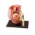MOWFXUA Pregnant Human Pelvis Section Model with Removable Organs, Human Female Pelvis with 9 Months Pregnancy Anatomical Model