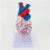 MOWFXUA Transparent Human Cardiac Model – Educational Model Cardiac Model – Human Cardiac Model Natural Anatomical Model Human Organs for Teaching