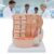 Muscle Fiber Anatomy Model – 10000X Magnification, Durable Skeletal Muscle Simulation with Digital Tag, Realistic C Texture, Ideal for Education and Research