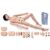 Nursing Skills Training Manikin Anatomical Model Life Size Full Body Male and Female Human Nursing Mannequin Model Multifunction Demonstration Mannequin Body (Female)