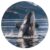 Orca Killer Whale Round Wooden Jigsaw Puzzles for Adults