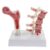Osteoporosis Spine Model – Human Osteoporosis Anatomical Model, Pathological Changes Visualization, with Study Card – Study Display Teaching Model