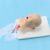 Pediatric Tracheal Intubation Model Lung Stomach Anatomy Teaching Tool