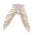 PETSOLA Sternum Bone Skeleton Model Educational Tool Classroom Teaching