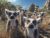 Photorealistic Cute RingTailed Lemurs Wildlife Animals Wooden Jigsaw Puzzle 1000 Pieces for Adults Natural Rocky Habitat Blue Sky Fun Family Night Game Nature Lovers Gift Animal Lovers