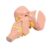 Profession Medicals Teaching Tool 3X Enlarged Human Brains Anatomical Model for Anatomy Education Teaching Purposes Long Term Educational Tool