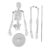 Purokise Human Skeleton Model, 45cm Movable Arms Legs Display Teaching Aid