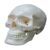 QINKYH Human Skull Model,2 Parts Realistic Human Skull with Removable Skull Cap Anatomy Teaching Supplies