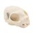 QINKYH Realistic Cats Head Skeleton Model Anatomical Cats Skull Model Felidae Head Bone for Veterinary Training Lecture Report