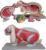 Rabbit Anatomy Model, Realistic PVC Skeletal for Teaching Demonstration