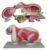 Rabbit Animal Skeleton Anatomy Model for Middle School