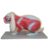 Rabbit Skeleton Anatomy Model, Animal Bone Teaching Model