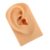 Realistic Silicone Ear Model for Piercing Practice, Jewelry Display