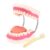 RONTEN Dental Teeth Care Model-Mouth Model for Speech Therapy, Enlarged 6 Times Standard Size, for Both Dental and Speech Therapy Training. Includes Matching Giant Toothbrush
