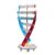 Rotating Human Double Model, DNA Models