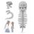 Sachie Dinosaur Skeleton Costume Set, Spinosaurus Skull Headpiece with Spine Back Piece Dino Outfit for Cosplay, Halloween & Parties (Grey-Small 31.5in 1PC)