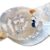 Seahorse Forest Vol11 A66 Anecdotes from Coast, Pre-Cut Clear PET Tape,Long Loop Washi Stickers,2.36″x5.47 YD for Journal Stickers Journaling Planner Scrapbooking Junk Journal Stickers Craft Supplies